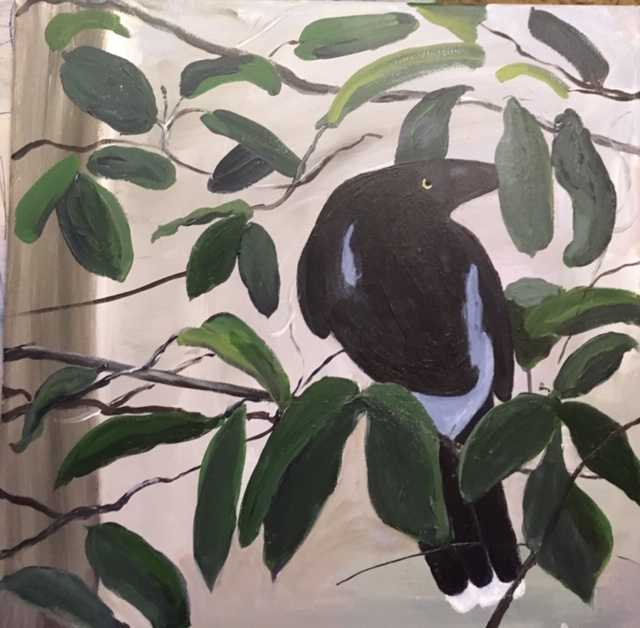 Currawong